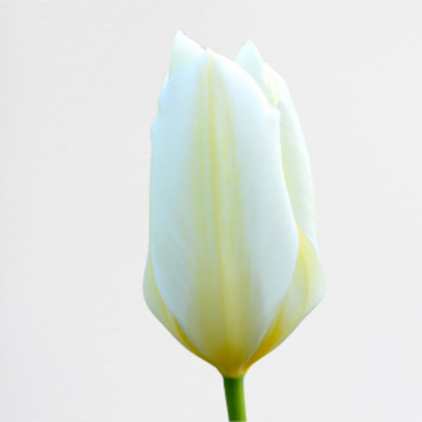 Tulipani White