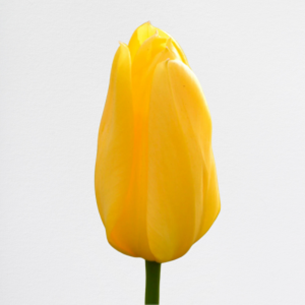 Tulipani Yellow