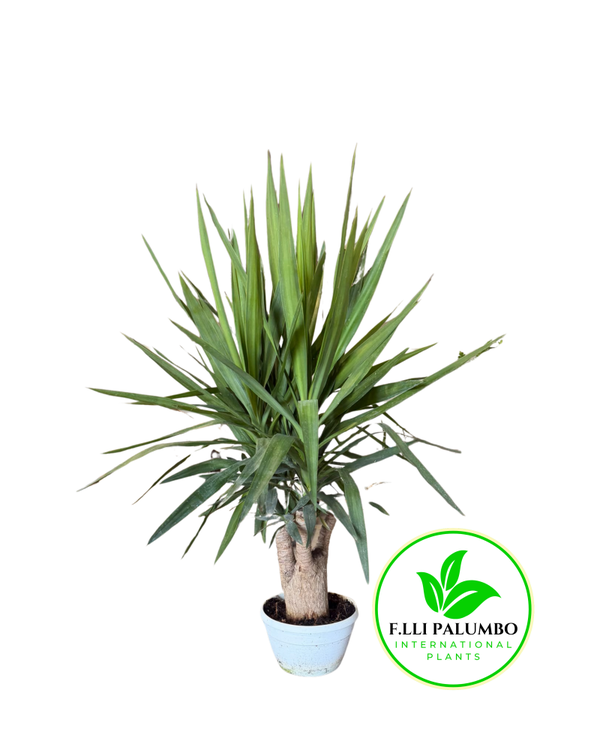 Yucca ramificata – Vaso 25 cm