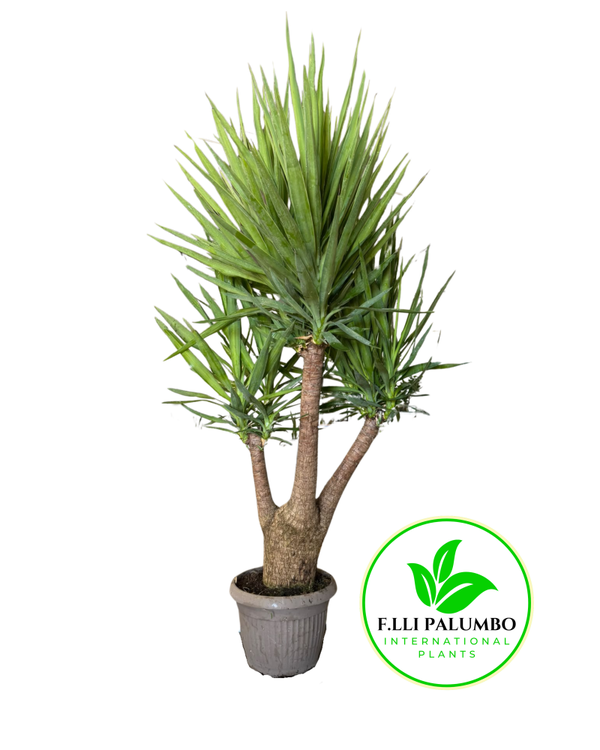 Yucca Ramificata – Vaso 30 cm