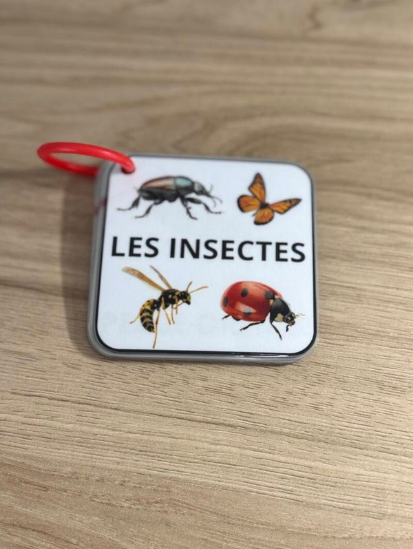 Imagier insectes