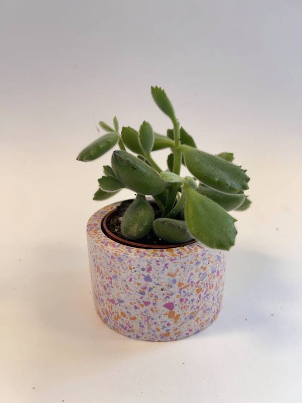 Plantenpotje: Confetti voor de juf