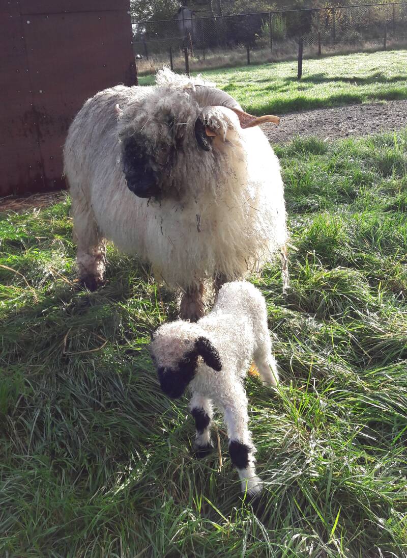 Walliser schwarznase