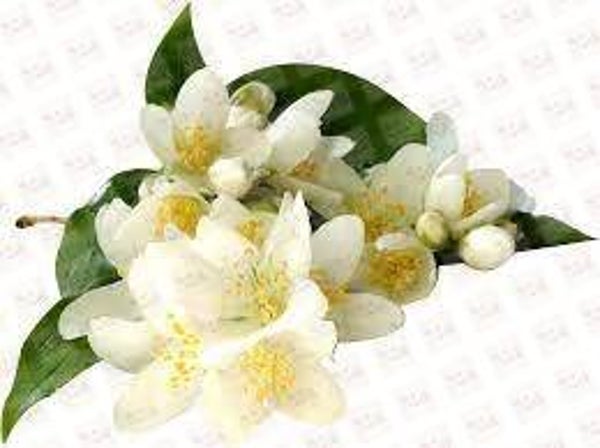 Jasmin
