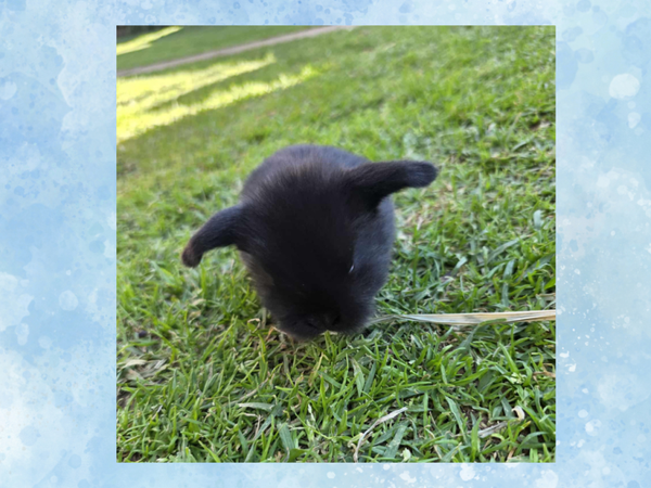 Brown eyed, Black Mini lop, Buck