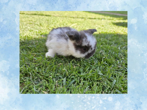 Brown eyed, white patchy Mini lop, Buck