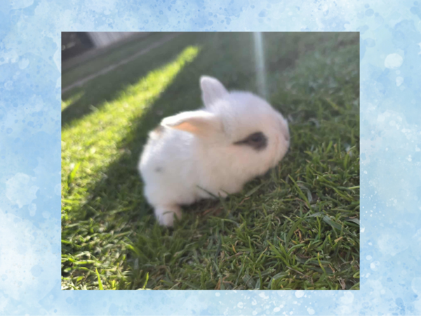 Blue eyed, White Patched Mini lop, Doe
