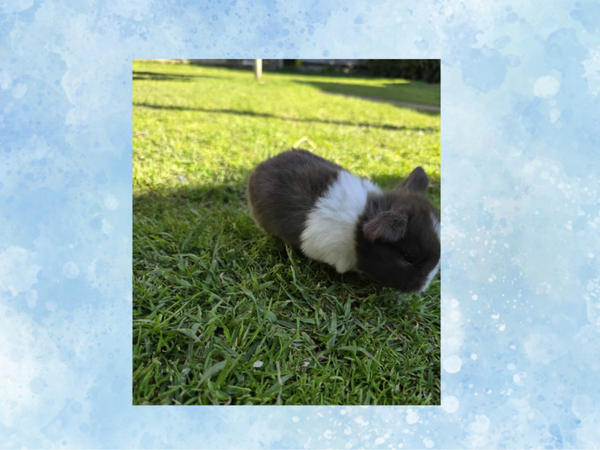 Blue eyed, Brown and White Mini lop, Doe