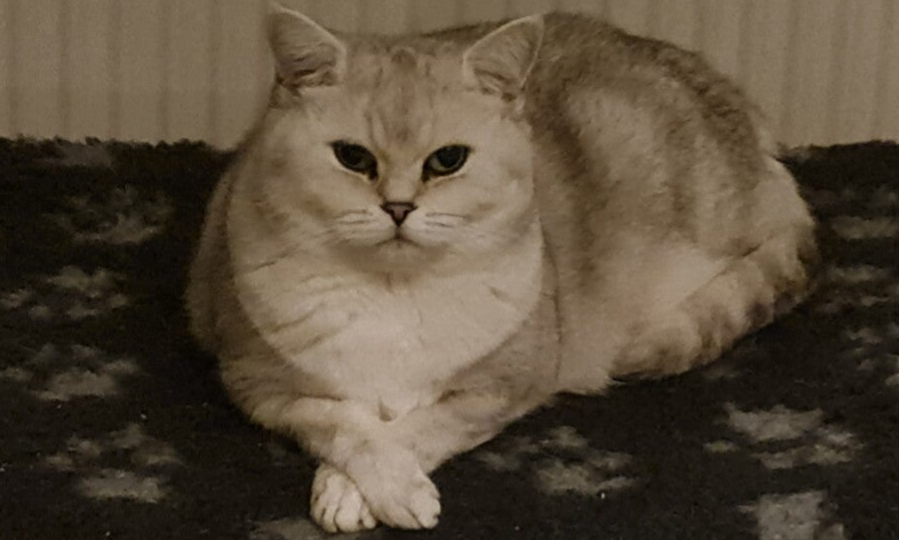 poezen