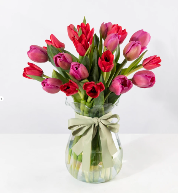 20 Tulipanes Fucsia y Rojos