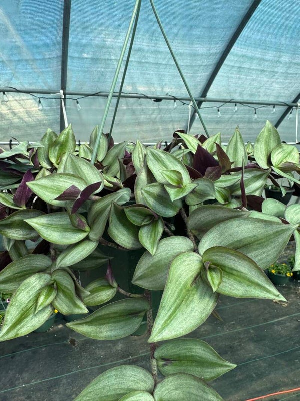10" Wandering Jew - Green