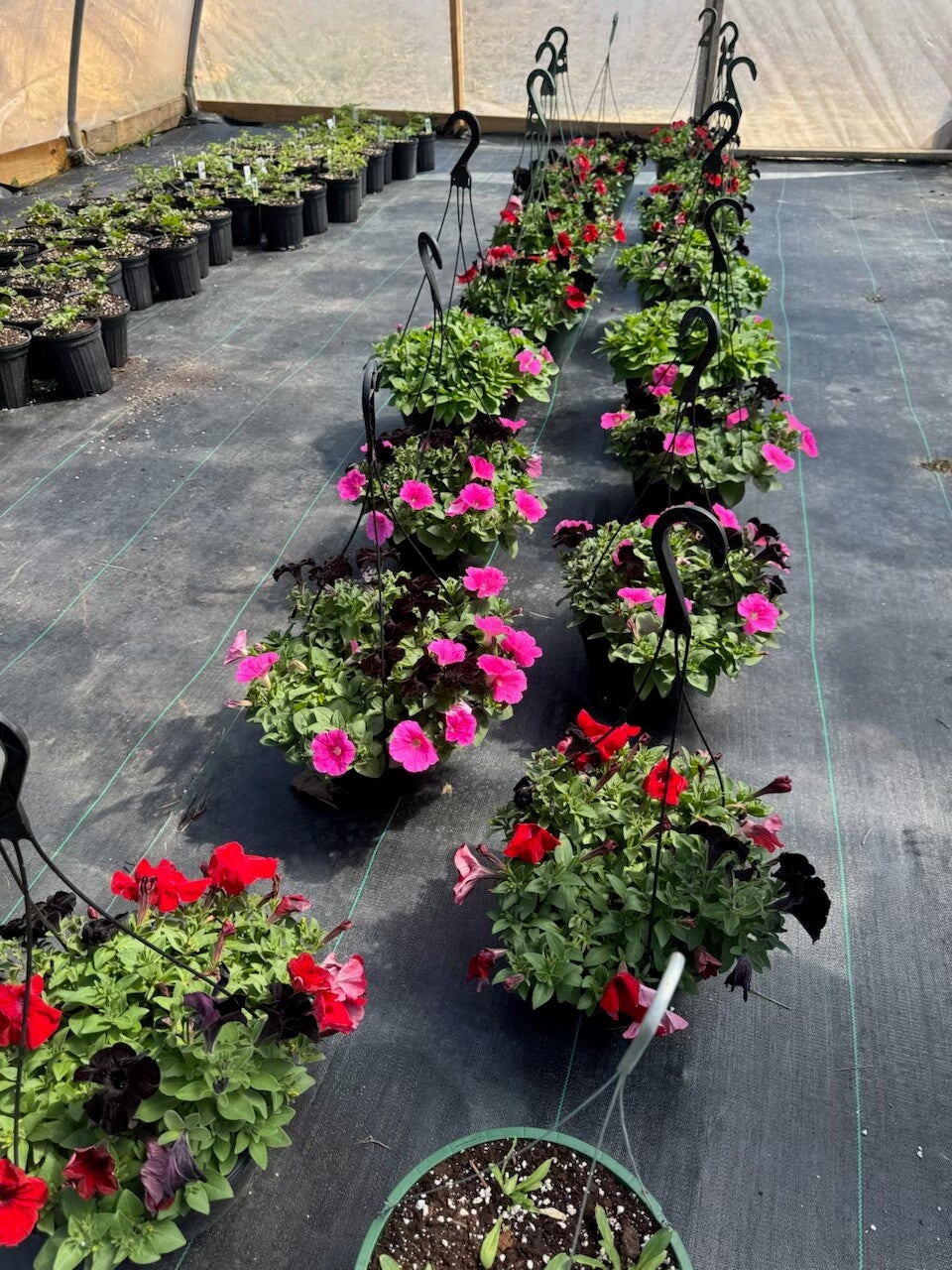 10" Petunia Basket - Color Variety