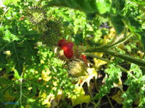 Solanum sisymbriifolium im Garten mit roten Litschi-Tomaten