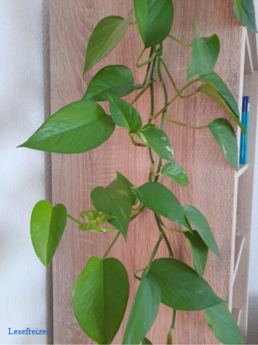 Von einem Regal rankende Efeutute.