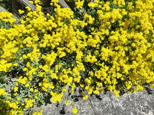 Gelb blühendes Felsen-Steinkraut bzw. Felsensteinkresse an einer Mauer mit Zaun.