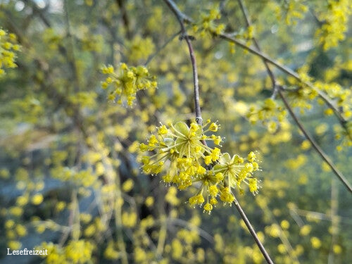 Kornelkirsche mit gelben Blüten.