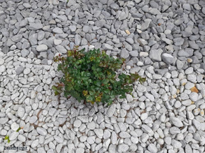 Eine kleine Rosenpflanze in einem Schottergarten.