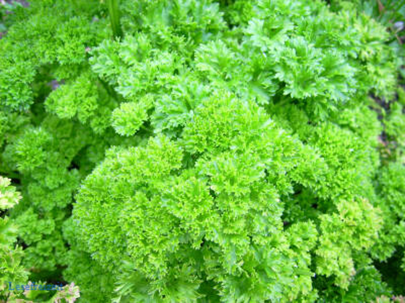 Bild zum Blogbeitrag: Ein leckeres Pesto mit Petersilie - der Giftpflanze des Jahres 2023