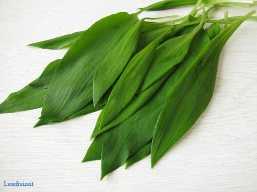 Ein Strauß mit frisch gepflückten Bärlauchblättern.