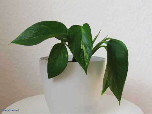 Eine Efeutute Zimmerpflanze auf einem Pflanzenhocker