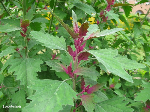 Baumspinat, Riesengänsefuß, Chenopodium giganteum, im Garten