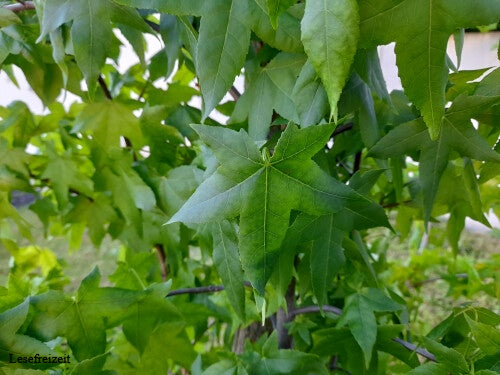 Amerikanischer Amberbaum im Juni mit grünen Blättern.