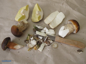 Geputzte Waldpilze und ein Messer auf Papier.