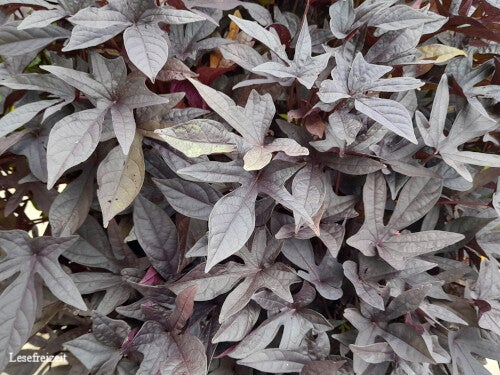 Süßkartoffelpflanzen mit violetten Blättern.