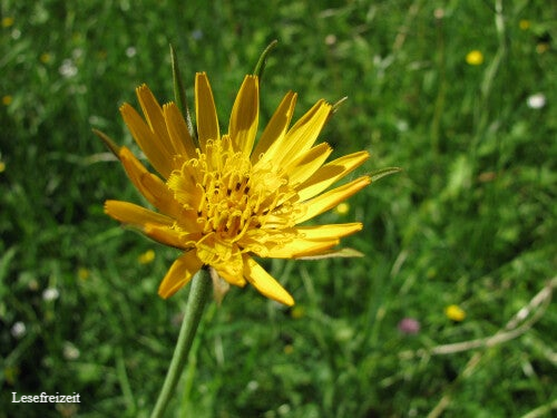 Blühender Wiesen-Bocksbart in einer Wiese.