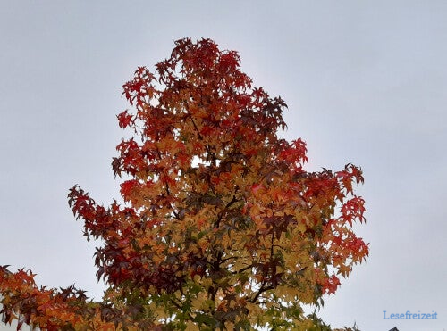 Der Amerikanische Amberbaum im Herbst mit rot-orange gefärbten Blättern.