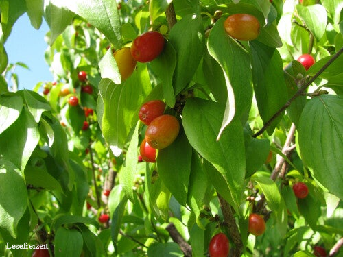 Rote Kornelkirschen an einem Strauch.