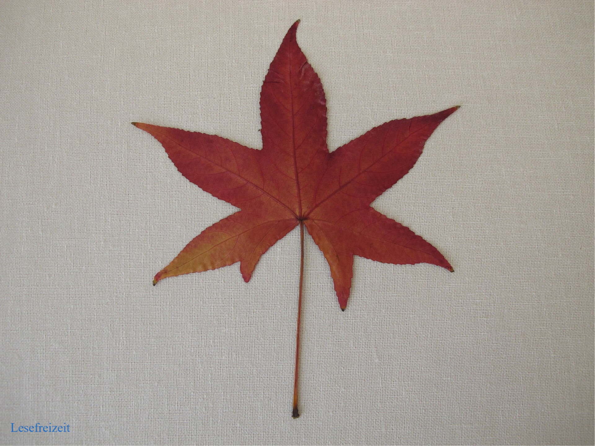 Ein gepresstes Blatt vom Amerikanischen Amberbaum in Herbstfärbung.