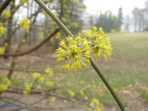 Gelbe Blüten der Kornelkirsche an einem Strauch.