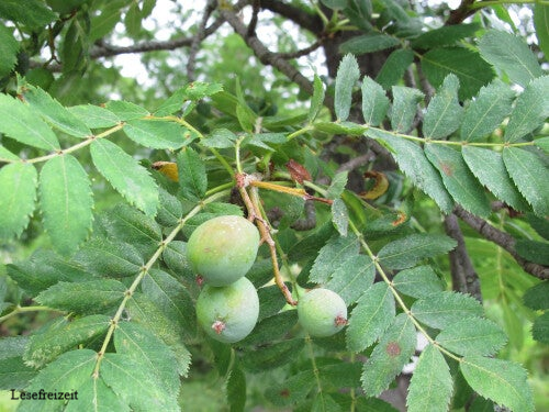 Ein Spierling Baum mit grünen Früchten.