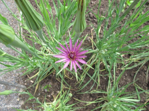 Blühende Haferwurzel im Garten.