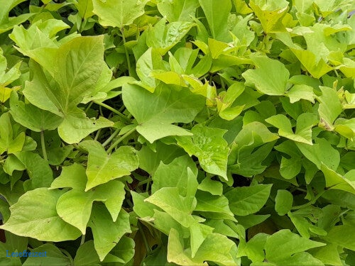 Eine Süßkartoffelpflanze mit grünen Blättern.