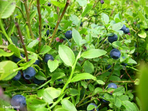 Wilde Blaubeeren im Wald