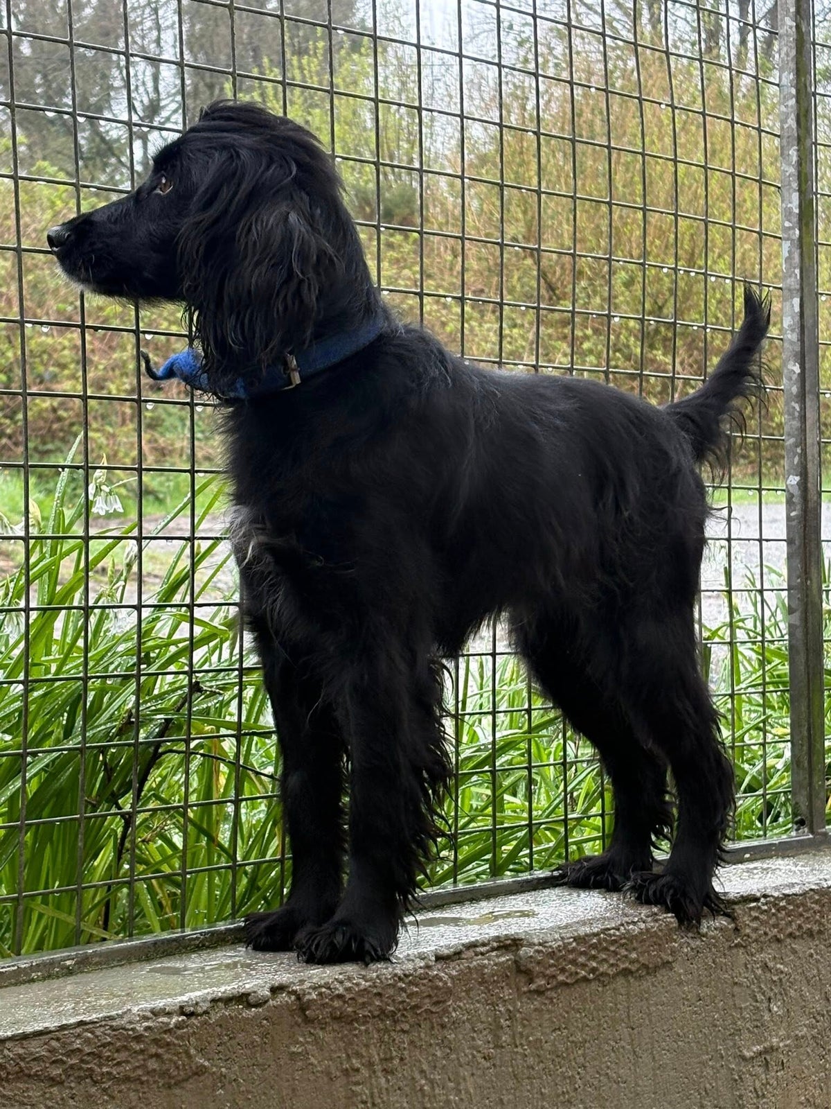 Animals for rehoming | Ash Animal Rescue