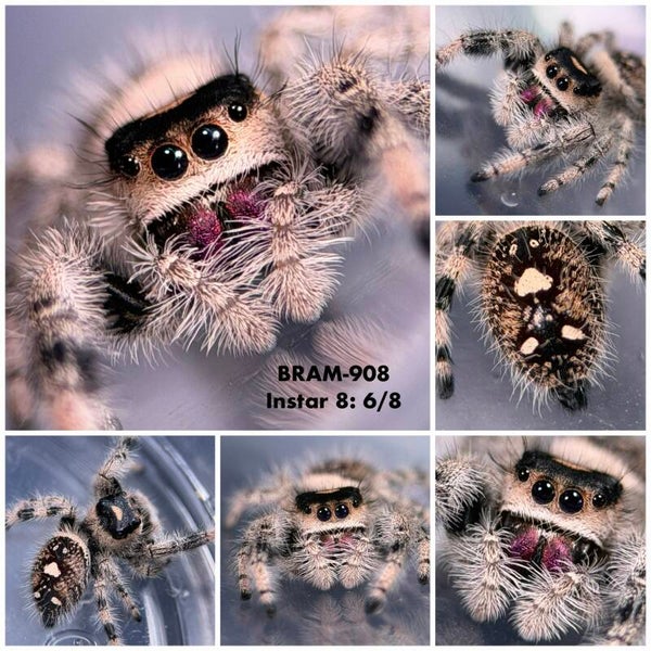 BRAM-908