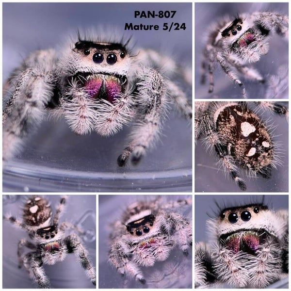 PAN-807