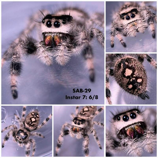 SAB-29