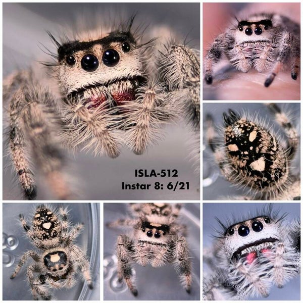 ISLA-512