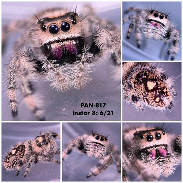 PAN-817