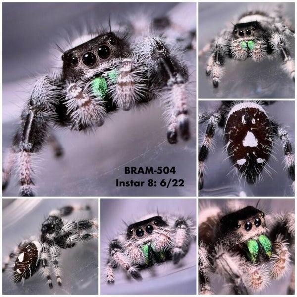 BRAM-504