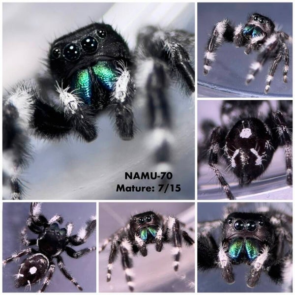 NAMU-70