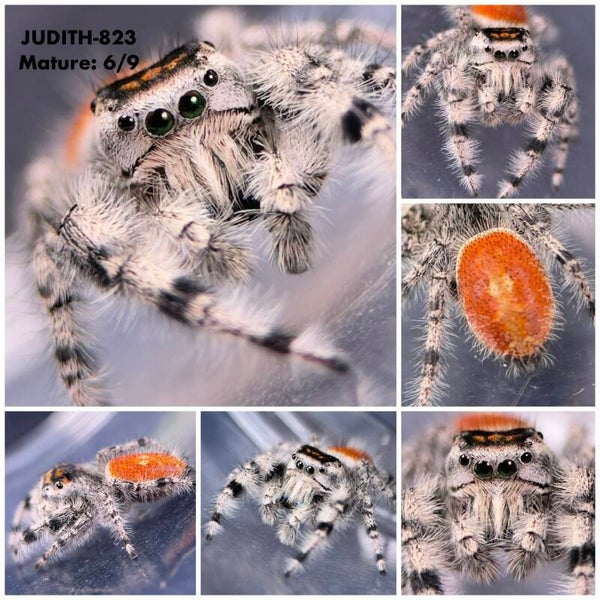 JUDITH-823