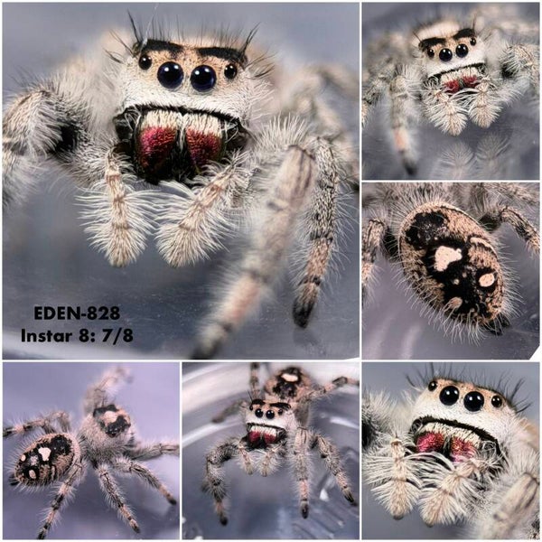 EDEN-828