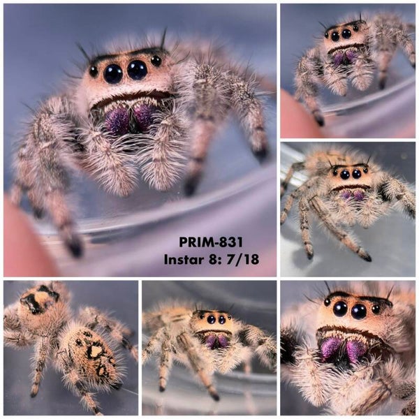 PRIM-831