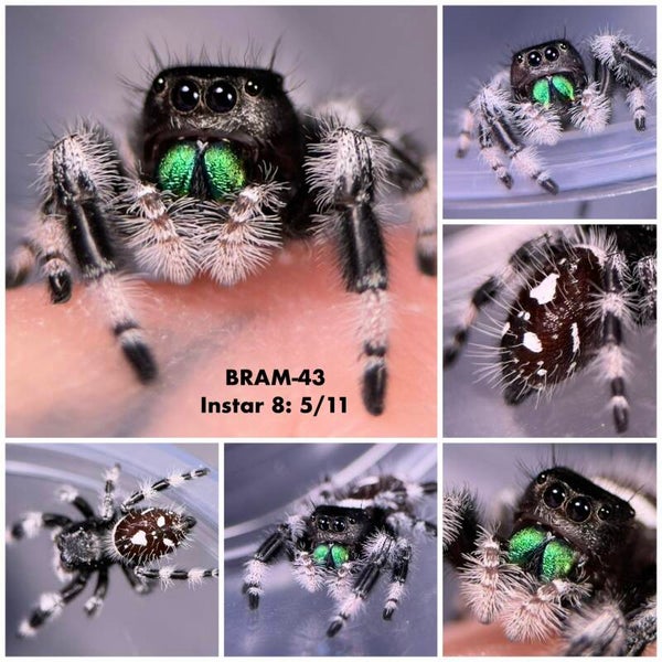 BRAM-43