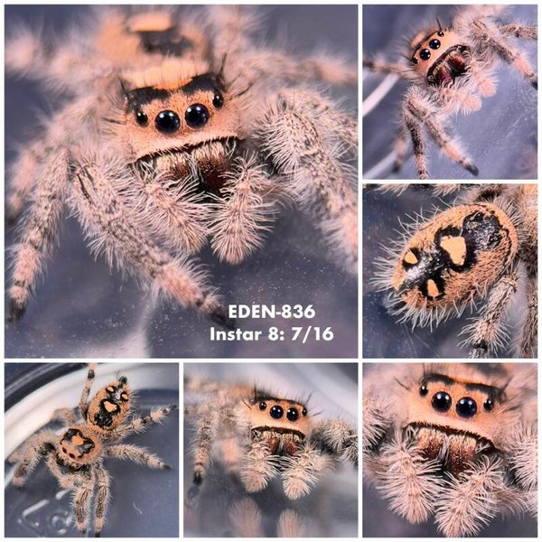 EDEN-836
